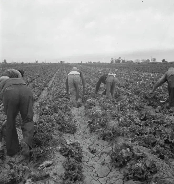 Framed Print : Filipinos cutting lettuce, Imperial Valley, CA, 1939. Creator: Dorothea Lange Framed Print : Filipinos cutting lettuce, Imperial Valley, CA, 1939. Creator: Dorothea Lange