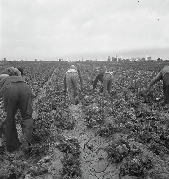 Filipinos cutting lettuce, Imperial Valley, CA, 1939. Creator: Dorothea Lange