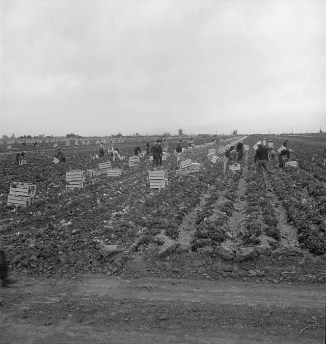 Framed Print : Filipinos cutting lettuce, near Westmorland, California, 1939. Creator: Dorothea Lange Framed Print : Filipinos cutting lettuce, near Westmorland, California, 1939. Creator: Dorothea Lange