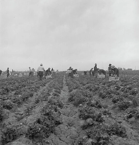 Filipinos cutting lettuce, near Westmorland, California, 1939. Creator: Dorothea Lange