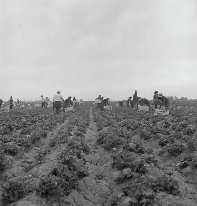 Framed Print : Filipinos cutting lettuce, near Westmorland, California, 1939. Creator: Dorothea Lange Framed Print : Filipinos cutting lettuce, near Westmorland, California, 1939. Creator: Dorothea Lange