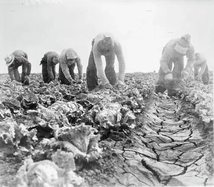 Framed Print : Filipinos cutting lettuce. Salinas, California, 1935. Creator: Dorothea Lange Framed Print : Filipinos cutting lettuce. Salinas, California, 1935. Creator: Dorothea Lange