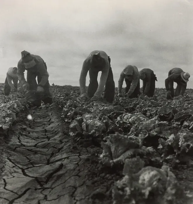 Framed Print : Filipinos Cutting Lettuce, Salinas, California, 1935. Creator: Dorothea Lange Framed Print : Filipinos Cutting Lettuce, Salinas, California, 1935. Creator: Dorothea Lange
