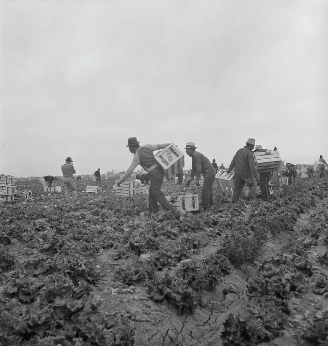 Framed Print : Filipinos waiting for the signal... cutting lettuce, near Westmorland, Imperial Valley, CA, 1939. Creator: Dorothea Lange Framed Print : Filipinos waiting for the signal... cutting lettuce, near Westmorland, Imperial Valley, CA, 1939. Creator: Dorothea Lange