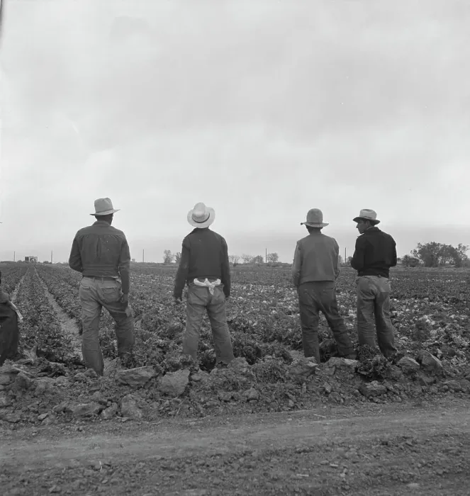 Framed Print : Filipinos waiting for the signal...cutting lettuce, near Westmorland, Imperial Valley, CA, 1939. Creator: Dorothea Lange Framed Print : Filipinos waiting for the signal...cutting lettuce, near Westmorland, Imperial Valley, CA, 1939. Creator: Dorothea Lange