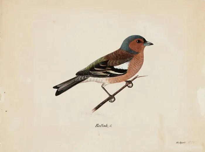 Framed Print : Finch, 1820-1868. Creator: Magnus von Wright Framed Print : Finch, 1820-1868. Creator: Magnus von Wright