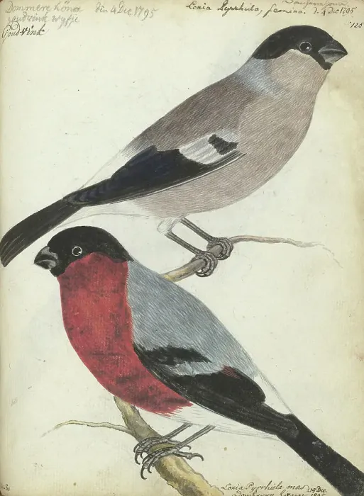 Framed Print : Finches, 1805. Creator: Jan Brandes Framed Print : Finches, 1805. Creator: Jan Brandes