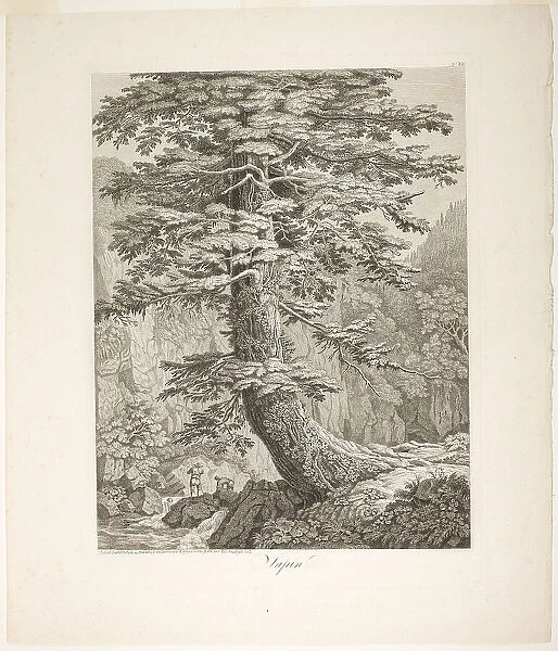 Fir Tree, 1801 / 02. Creator: Jacob Philip Hackert