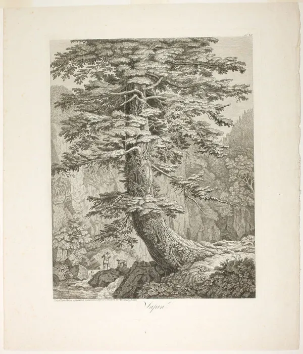 Framed Print : Fir Tree, 1801 / 02. Creator: Jacob Philip Hackert Framed Print : Fir Tree, 1801 / 02. Creator: Jacob Philip Hackert