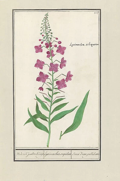Fireweed (Chamerion angustifolium), 1596-1610. Creators: Anselmus de Boodt, Elias Verhulst