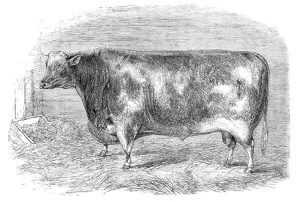 The First-Prize Shorthorn Bull, 1864. Creator: Unknown