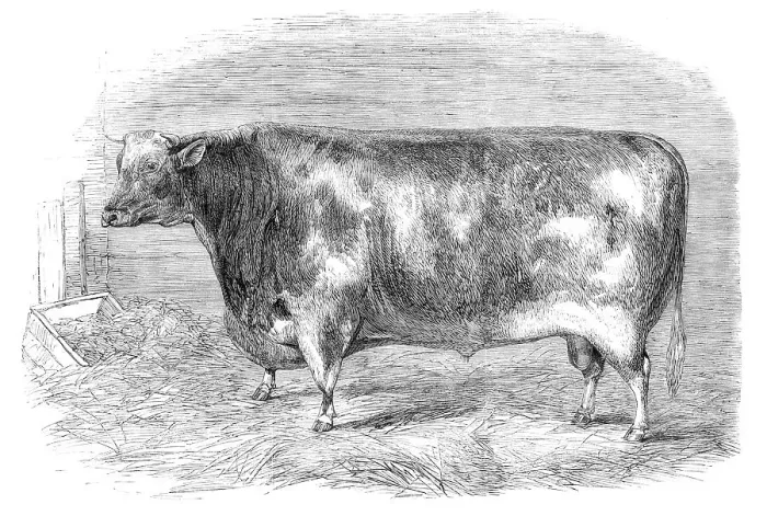 Framed Print : The First-Prize Shorthorn Bull, 1864. Creator: Unknown Framed Print : The First-Prize Shorthorn Bull, 1864. Creator: Unknown