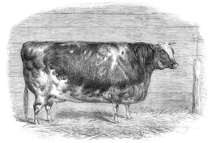 Framed Print : The First-Prize Shorthorn Cow 1864. Creator: Unknown Framed Print : The First-Prize Shorthorn Cow 1864. Creator: Unknown