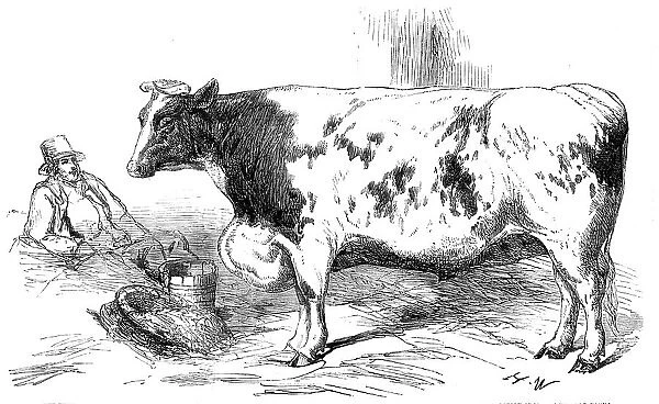 The First Prize Shorthorn Cow, Class 10, No. 89, £25: and Gold and Silver Medals... 1857. Creator: H. W