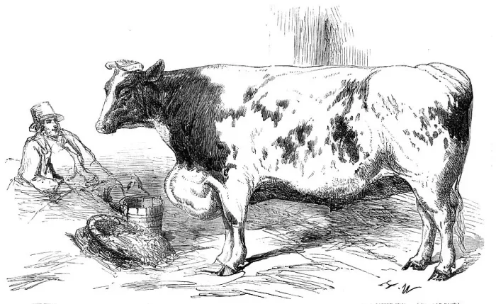 Framed Print : The First Prize Shorthorn Cow, Class 10, No. 89, £25: and Gold and Silver Medals... 1857. Creator: H. W Framed Print : The First Prize Shorthorn Cow, Class 10, No. 89, £25: and Gold and Silver Medals... 1857. Creator: H. W