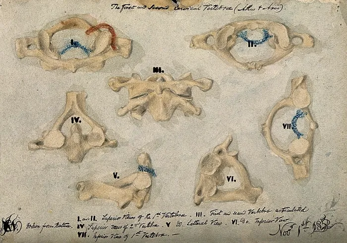 Framed Print : The first and second cervical vertebrae, 1852 / 11 / 09. Creator: J.C. Whishaw Framed Print : The first and second cervical vertebrae, 1852 / 11 / 09. Creator: J.C. Whishaw