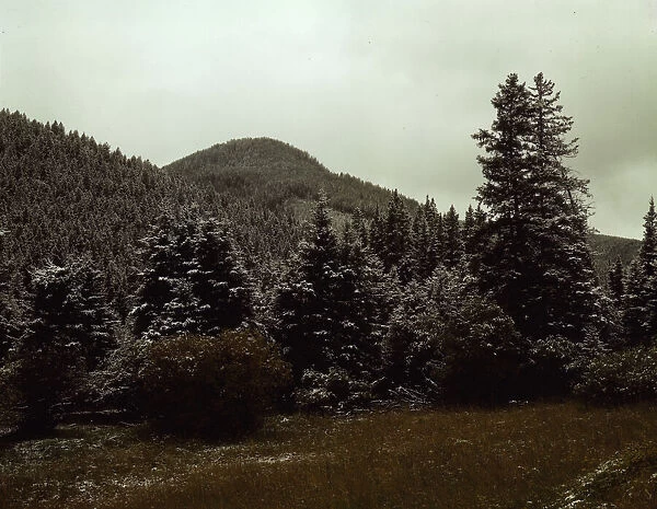 First snow of the season in the foothills of the Little Belt Mount... Meagher County, Montana, 1942. Creator: Russell Lee