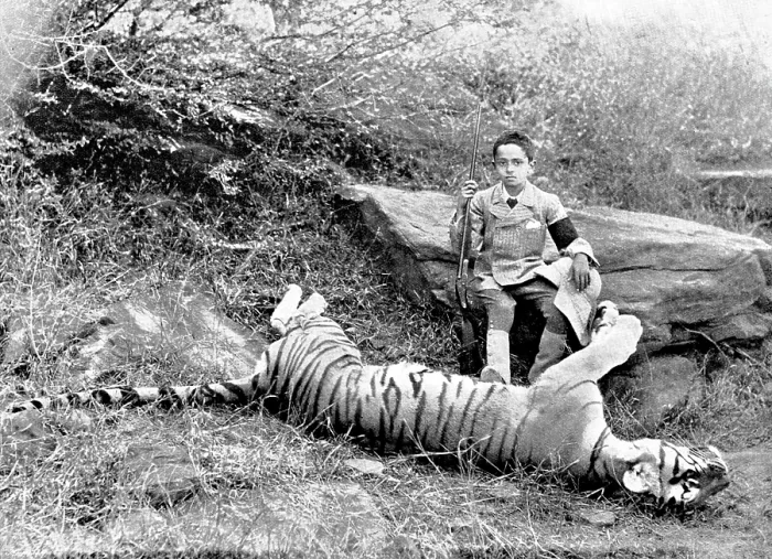 Framed Print : The first tiger shot by Prince Bughwan Singh, aged twelve, 1895. Creator: J. Cowell Framed Print : The first tiger shot by Prince Bughwan Singh, aged twelve, 1895. Creator: J. Cowell
