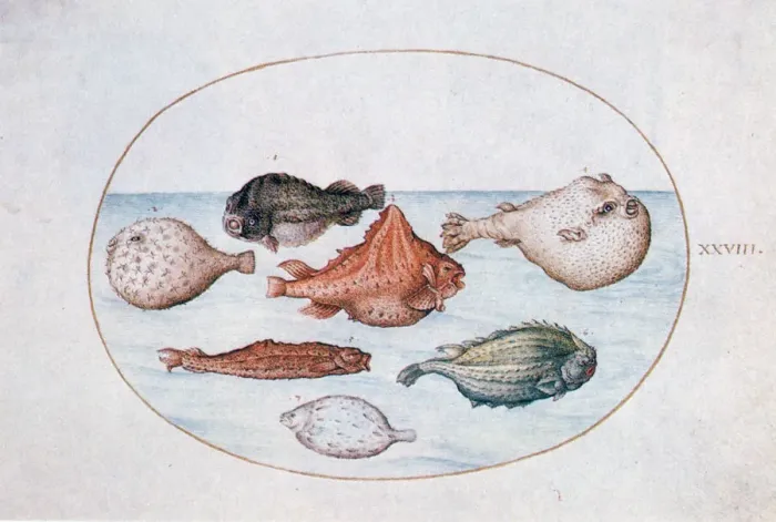 Framed Print : Fish, 16th century. Artist: Joris Hoefnagel Framed Print : Fish, 16th century. Artist: Joris Hoefnagel