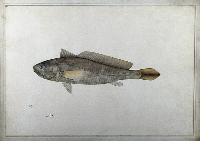Framed Print : Fish, 1777-1783. Creator: Bhawani Das Framed Print : Fish, 1777-1783. Creator: Bhawani Das