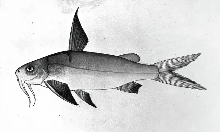 Framed Print : Fish, 1777-1783. Creator: Bhawani Das Framed Print : Fish, 1777-1783. Creator: Bhawani Das