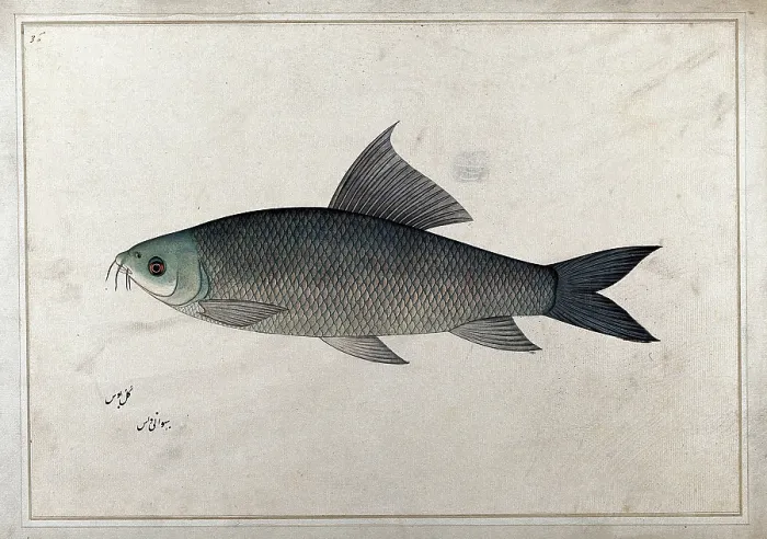 Framed Print : Fish, 1777-1783. Creator: Bhawani Das Framed Print : Fish, 1777-1783. Creator: Bhawani Das