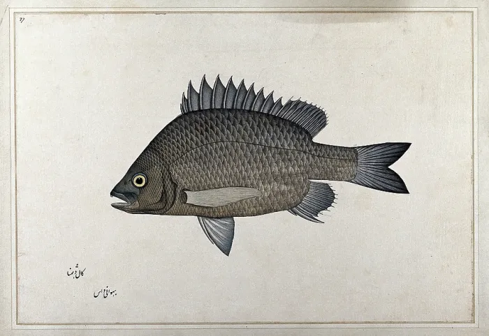 Framed Print : Fish, 1777-1783. Creator: Bhawani Das Framed Print : Fish, 1777-1783. Creator: Bhawani Das