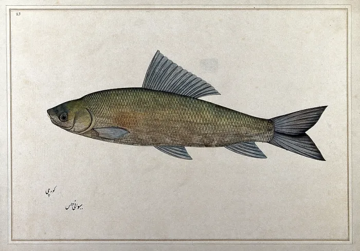 Framed Print : Fish, 1777-1783. Creator: Bhawani Das Framed Print : Fish, 1777-1783. Creator: Bhawani Das