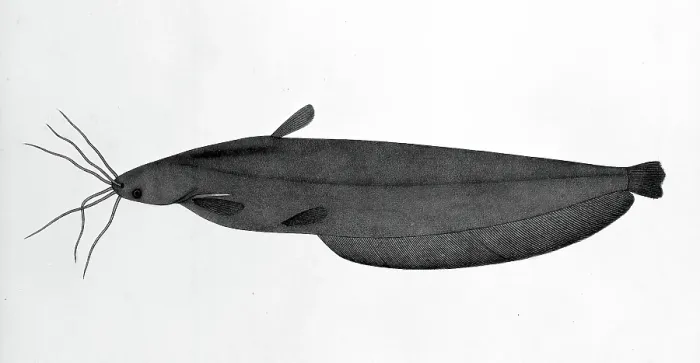 Framed Print : Fish, 1783. Creator: Bhawani Das Framed Print : Fish, 1783. Creator: Bhawani Das