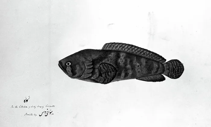 Framed Print : Fish, 1783. Creator: Bhawani Das Framed Print : Fish, 1783. Creator: Bhawani Das