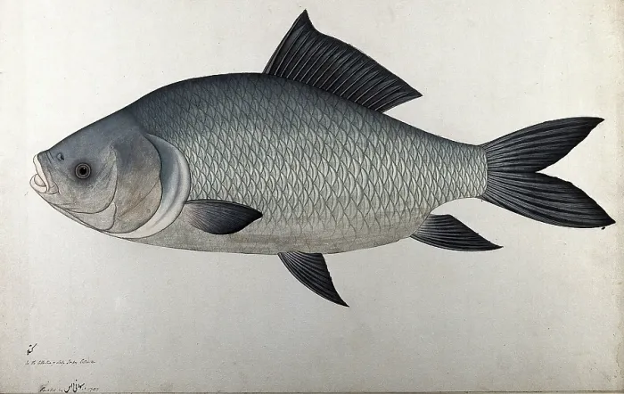 Framed Print : Fish, 1783. Creator: Bhawani Das Framed Print : Fish, 1783. Creator: Bhawani Das