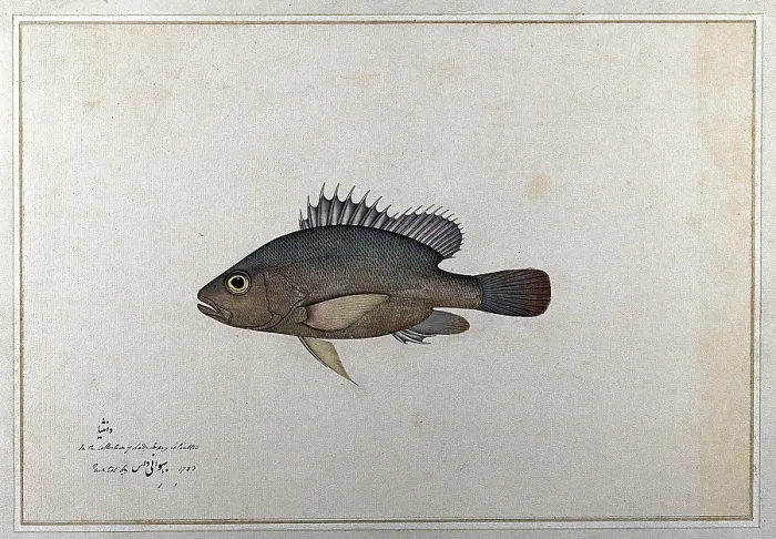 Framed Print : Fish, 1783. Creator: Bhawani Das Framed Print : Fish, 1783. Creator: Bhawani Das