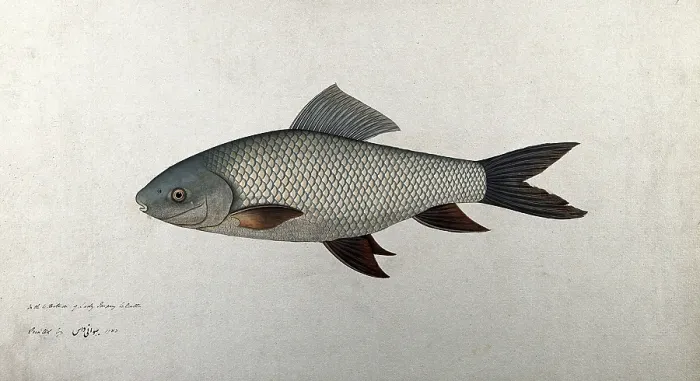 Framed Print : Fish, 1783. Creator: Bhawani Das Framed Print : Fish, 1783. Creator: Bhawani Das