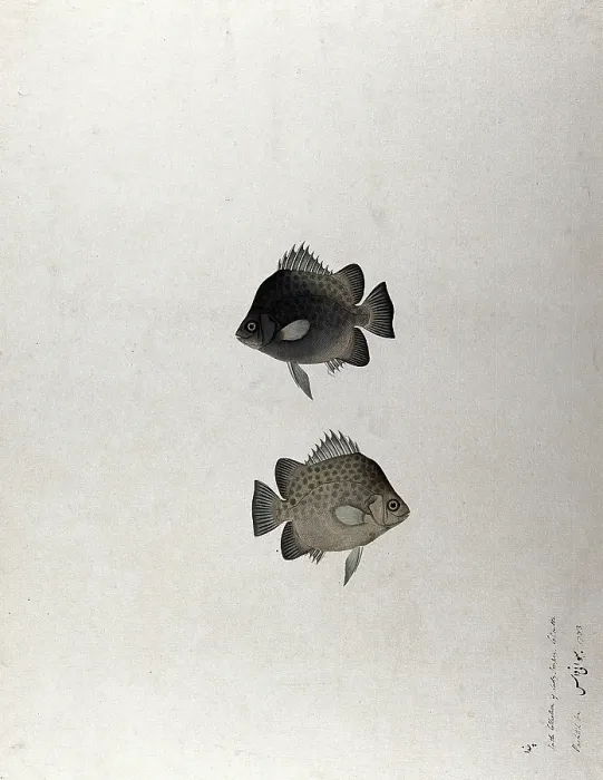 Framed Print : Two fish, 1783. Creator: Bhawani Das Framed Print : Two fish, 1783. Creator: Bhawani Das