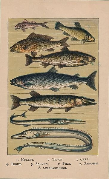 Fish, 1907, (1907)