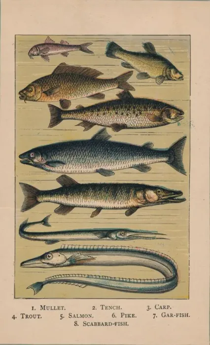 Framed Print : Fish, 1907, (1907) Framed Print : Fish, 1907, (1907)