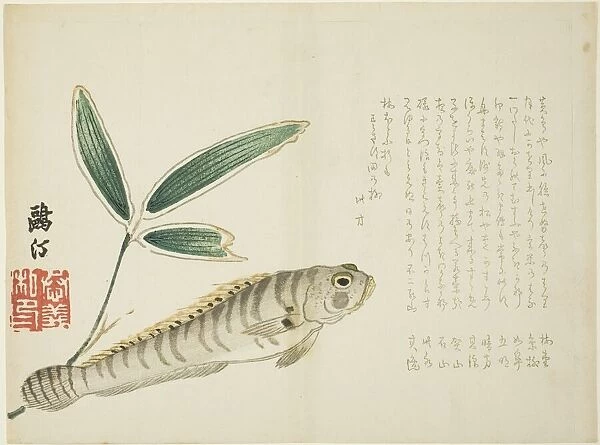 Fish and Bamboo, Japan, 1860s. Creator: Maezawa Otei