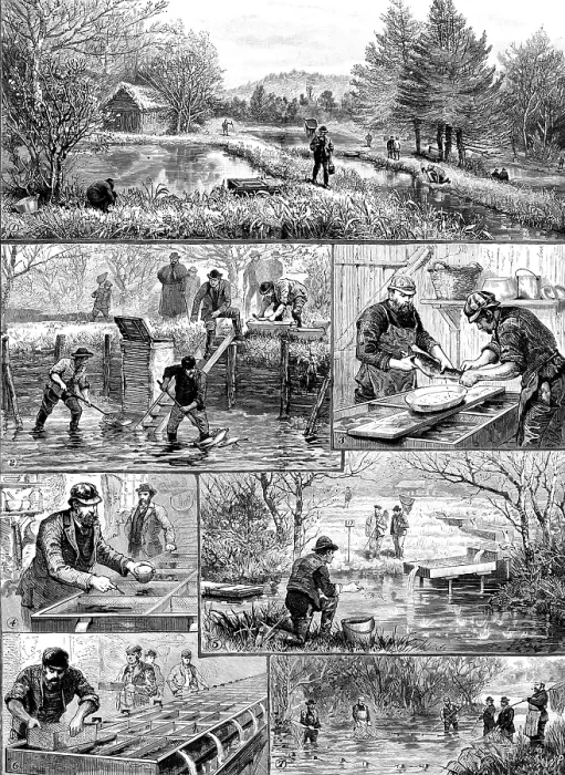 Framed Print : Fish-breeding; a Surrey trout-farm, 1890. Creator: Unknown Framed Print : Fish-breeding; a Surrey trout-farm, 1890. Creator: Unknown