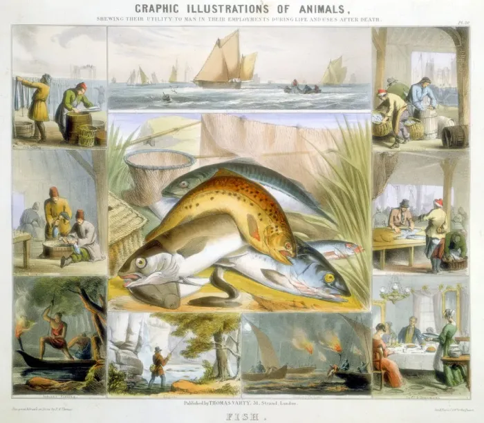 Framed Print : Fish, c1850. Artist: Robert Kent Thomas Framed Print : Fish, c1850. Artist: Robert Kent Thomas