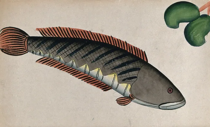 Framed Print : Fish. Creator: Unknown Framed Print : Fish. Creator: Unknown