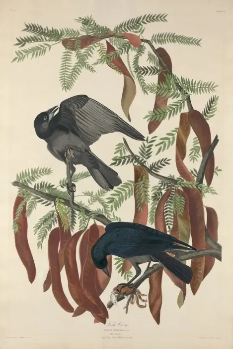 Framed Print : Fish Crow, 1832. Creator: Robert Havell Framed Print : Fish Crow, 1832. Creator: Robert Havell
