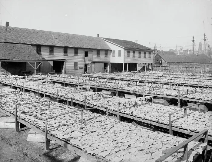 Framed Print : Fish flakes, Gloucester, Mass. c1905. Creator: Unknown Framed Print : Fish flakes, Gloucester, Mass. c1905. Creator: Unknown