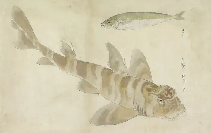 Framed Print : Two fish: gurnard and herring, 1836. Creator: Ishikawa Kazan Framed Print : Two fish: gurnard and herring, 1836. Creator: Ishikawa Kazan
