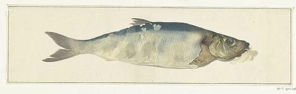Fish, partly perish, 1775-1833. Creator: Jean Bernard
