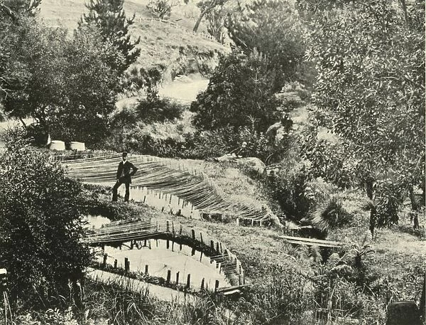 Fish Ponds, Ercildoune, near Ballarat, 1901. Creator: Unknown