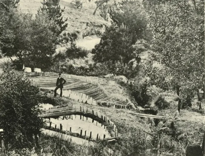 Framed Print : Fish Ponds, Ercildoune, near Ballarat, 1901. Creator: Unknown Framed Print : Fish Ponds, Ercildoune, near Ballarat, 1901. Creator: Unknown