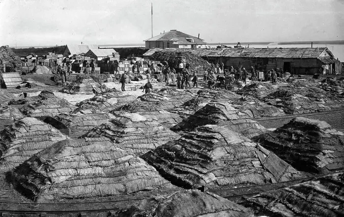 Framed Print : Fish salted using the dry Japanese method, folded into piles, 1910-1929. Creator: Ivan Emelianovich Larin Framed Print : Fish salted using the dry Japanese method, folded into piles, 1910-1929. Creator: Ivan Emelianovich Larin