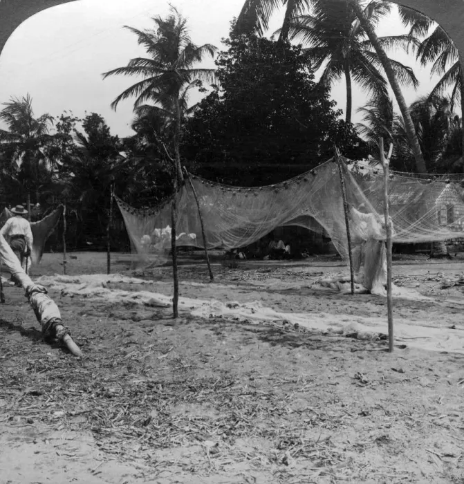 Framed Print : Fishermen drying their nets on the beach, Basseterre, St Christopher, West Indies. Artist: HC White Framed Print : Fishermen drying their nets on the beach, Basseterre, St Christopher, West Indies. Artist: HC White