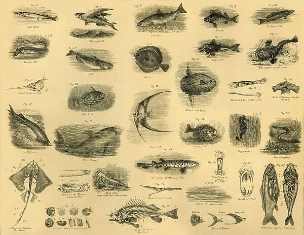 Fishes, c1910. Creator: Unknown