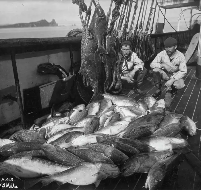 Framed Print : Fishing boat, cod and halibut, before 1927. Creator: Unknown Framed Print : Fishing boat, cod and halibut, before 1927. Creator: Unknown